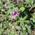 Buddleja  'Blue Chip Jr.’