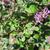 Buddleja  'Blue Chip Jr.’