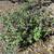 Buddleja  'Blue Chip Jr.’