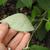 Buddleja 'Blue Chip Jr' leaf underside