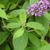 Buddleja 'Blue Chip Jr' leaves