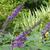 Buddleja 'Blue Chip Jr' flowers