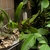 Leaves are on the left side of photo
