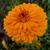 Calendula officinalis