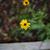 Calendula officinalis