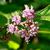 callicarpa bodinieri