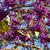 callicarpa japonica