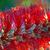 Callistemon rigidus