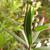 Callistemon rigidus