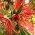 Callistemon rigidus
