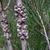 Callistemon rigidus