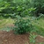 Shrub with coarse foliage & large red flowers.