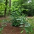 Shrub with coarse foliage & large red flowers.