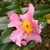 Flower w/ Ant Pollinators - Fall - Buncombe Co., NC