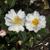Camellia 'Polar Ice'