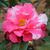 camellia reticulata hybrid Frank Houser Variegated skdavidson nh