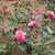 camellia reticulata hybrid Frank Houser Variegated skdavidson nh