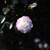 A double flower, light pink with white center.