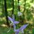 Campanula americana