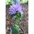 Campanula glomerata