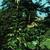 Cardiocrinum