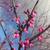 Carolina Sweetheart™ Redbud