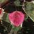 Carolina Sweetheart™ Redbud