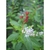 Fruit and flowers