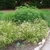 Form with Mountain Snowbell in spring in Moore County