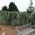Cedrus atlantica 'Glauca Pendula'
