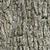 Cedrus atlantica bark