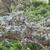 Cedrus atlantica branches