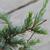 Cedrus atlantica needles