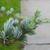 Cedrus atlantica needles 2