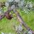 Cedrus atlantica stem