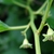 Small, dangling green flowers with 5 petals.