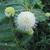 Snowball like Flower in June (Craven County, NC)