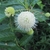 Spherical cluster of white flowers with exserted stamens