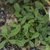 Form growing in a mt of green leves