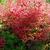 Cercidiphyllum japonicium fall color