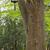 Cercidiphyllum japonicium bark