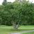 Cercidiphyllum japonicium whole tree