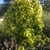 golden yellow foliage