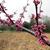 Cercis canadensis 'Whitewater'