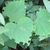 leaves with semi-circular notches cut into the leaf margins.