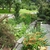 'Tokyo Tower' Form - Upright element in a perennial bed