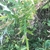 Lobed leaves