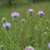 Multiple flower heads and a pollinator
