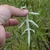 Underside of leaf