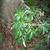 Cissus antarctica